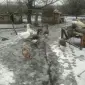 Продам гусей породы Большая серая, живой вес - фото № 1