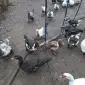 Продажа гусей и уток живым весом или тушкой - фото № 1