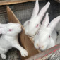 Продажа племенных кроликов живым весом - фото № 1