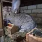 Продажа кроликов великанов, живой вес - фото № 1