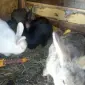 Кролики живим весом і тушки продажа - фото № 1