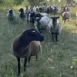 Баранина домашня продажа тушами і полутушами - фото № 1