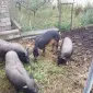 Продажа вьетнамских свиней и леху мангалица - фото № 1
