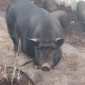 Продажа вьетнамских свиней - фото № 1