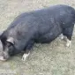 Продажа вьетнамской свиньи - фото № 1