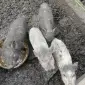 Продажа вьетнамских поросят 3 и 5 месяцев - фото № 1