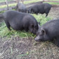 Продажа вьетнамских свиней 7 месяцев - фото № 1