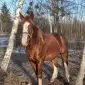 Продажа жеребца Торіец чистокровный 7 лет - фото № 1