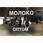 Продажа молока оптом от производителя – 5 000 кг/день - фото № 1