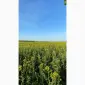 Продам бджолиний пилок зібраний з весняних квітів та ріпаку - фото № 1