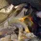 Реалізую дволітку коропа різних порід - фото № 1