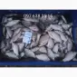 Продам карп - фото № 5