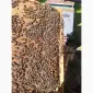 Матки Карпатка та Карніка - фото № 2