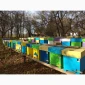 Продаж бджолопакетів Карніка - фото № 2