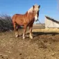 Продаж жеребця породи Радянський ваговоз 4 роки - фото № 1