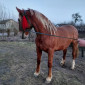 Продаж жеребця, у травні буде 2 роки - фото № 1