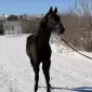 Продажа жеребца УВП 2 года - фото № 1