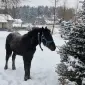 Продаж жеребця по Сеньйору - фото № 1