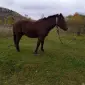 Продажа жеребца 3 года - фото № 1