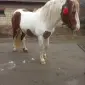 Продажа жеребца 5 лет - фото № 1