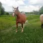 Продаж кобили важковоза - фото № 1
