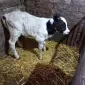 Продам теленка телочку - фото № 1