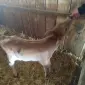 Продажа телят, два бычка и телочка, недельные - фото № 1