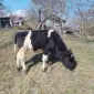 Продам теленка 5 месяцев - фото № 1