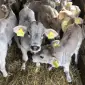 Продажа телят мясных пород - фото № 1