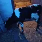 Продажа телочки 1 месяц - фото № 1