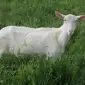 Продам дійних кіз - фото № 1