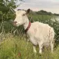 Зааненські кози - фото № 1