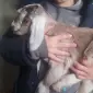 Англо-нубийская козочка - фото № 1