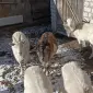 Продаж породистих кіз Альпійської і Зааненської п. - фото № 1