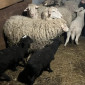 Продажа баранов, овец и ягнят, Харьков - фото № 1