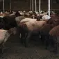 Продажа баранов и валухов - фото № 1