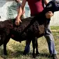 Продажа племенного барана Гиссарской породы - фото № 1
