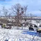 Продам овец , баранов - фото № 1
