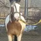 Продаж коней на вибір - фото № 1