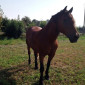 Продаж коня з господарства в с. Суємці - фото № 1