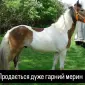 Продається кінь мерин Мафін 2020 р.н - фото № 1