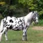 Продаж поні з Нідерландів, рідкісна масть - фото № 1