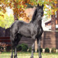 Продаж фризької кобили 1,5 року - фото № 1
