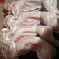 Продается мясо кролика - фото № 1
