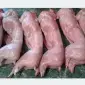Продажа свежего мяса кролика - фото № 1