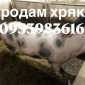 Продам хряка более 300 кг - фото № 1