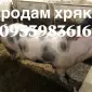Продам хряка более 300 кг - фото № 1