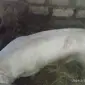 Продам хряка на племя, 2 года - фото № 1