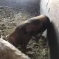 Продам племенного хряка - фото № 1