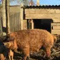 Продам кнурів Мангалиця червона - фото № 1